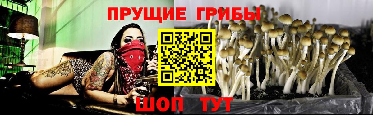 Псилоцибиновые грибы Psilocybine cubensis  Дмитров 